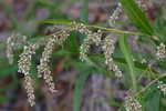 Denseflower knotweed